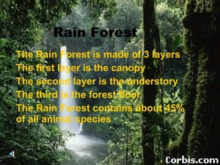 Rain Forest The Rain Forest is made of 3 layers The first layer is the canopy The second layer is the understory The third is the forest floor The Rain Forest contains about 45% of all animal species 
