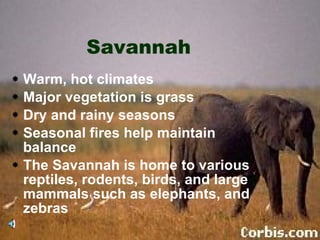 Savannah Warm, hot climates Major vegetation is grass Dry and rainy seasons Seasonal fires help maintain balance The Savannah is home to various reptiles, rodents, birds, and large mammals such as elephants, and zebras 