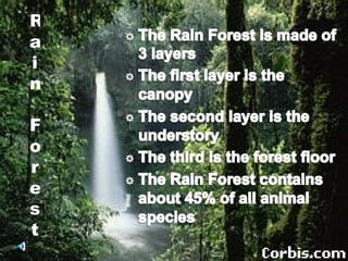 R
a
i
n

F
o
r
e
s
t
 