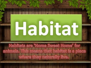 Habitats for kids!