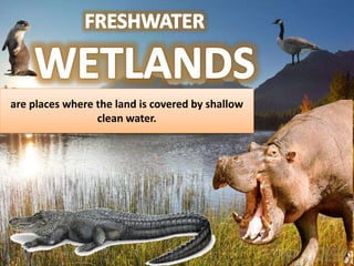 are places where the land is covered by shallow
clean water.
 