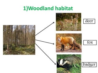 badger
fox
deer
1)Woodland habitat
 