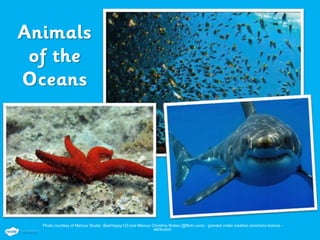 Photo courtesy of Marcus Studer, BeeHappy123 and Marcus Christine Wales (@flickr.com) - granted under creative commons licence -
attribution
 