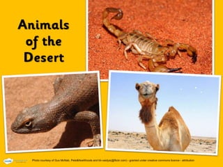 Photo courtesy of Gus McNab, Pete&NoeWoods and kb-vaidya(@flickr.com) - granted under creative commons licence - attribution
 