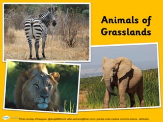 Photo courtesy of hairyduck, @doug88888 and safari-partners(@flickr.com) - granted under creative commons licence - attribution
 