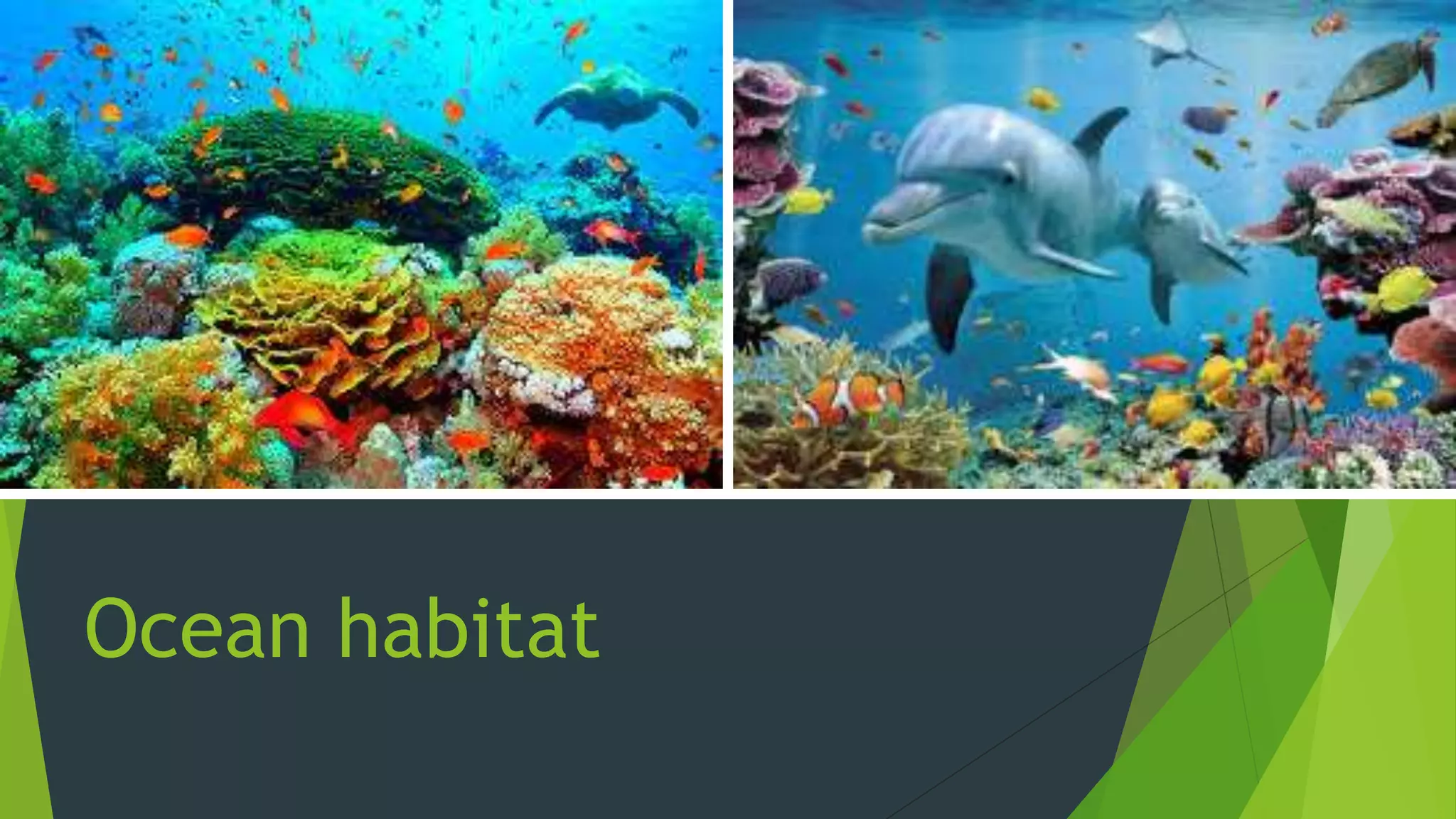 Habitats PPT habitats-ppt
