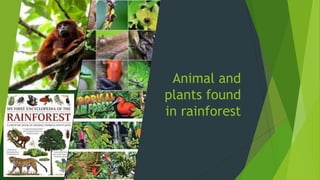 Animal and
plants found
in rainforest
 