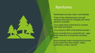 Rainforest
 Rainforests are lush, warm, wet habitats.
 Trees in the rainforest grow very tall
because they have to compete with other
plants for sunlight.
 It is a large area of land that is covered
with trees and plants.
 It’s a home to 80% of terrestrial animals. •
 Some animals live in caves like lion , tiger
while some live on trees like monkeys ,
birds.
 Some animals make underground burrows
in the forest floor like snakes, rabbit,
earthworm, moles, rats etc
 