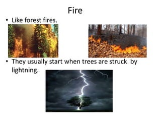 Fire
• Like forest fires.
• They usually start when trees are struck by
lightning.
 