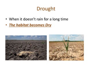 Drought
• When it doesn’t rain for a long time
• The habitat becomes Dry
 