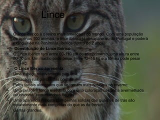 Lince O lince ibérico é o felino mais ameaçado do mundo. Com uma população de apenas 100 animais, o lince ibérico já desapareceu de Portugal e poderá extinguir-se na Península  Ibérica dentro de 2 anos.   Constituição do Lince Ibérico O Lince Ibérico tem entre 80-110 cm de comprimento, uma altura entre 50-70 cm. Um macho pode pesar entre 12–16 kg e a fêmea pode pesar 9-11 kg.   O Lince Ibérico apresenta: Uma cabeça relativamente pequena; Penachos nas pontas das orelhas; Pelos faciais alongados que se tornam mais notáveis no Inverno; Uma pelagem longa e sedosa com uma coloração castanha avermelhada ou cinzenta, com manchas negras Uma aparência robusta com pernas sólidas das quais as de trás são notavelmente mais compridas do que as da frente; Garras grandes. 