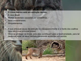 Causas de extinção O Lince Ibérico está em extinção devido: À caça ilegal; Mortes acidentais causadas por armadilhas; Iscos envenenadas; Atropelamentos. A sua principal causa de extinção é o desaparecimento e a morte dos coelhos (que são a sua principal presa).  Deve-se proteger os linces, pois eles contribuem para a biodiversidade, para tal devemos vigiar os seus habitats prevenindo acidentes em pontos 