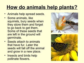 How do animals help plants?
• Animals help spread seeds.
• Some animals, like
squirrels, bury seeds when
they store them and forget
to go back to get them.
Some of these seeds that
are left in the ground will
germinate.
• Seeds attach to animals
that have fur. Later the
seeds will fall off the animal
and grow in a new place.
• Insects and birds help
pollinate flowers.
 