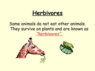 Herbivores
Some animals do not eat other animals.
They survive on plants and are known as
“herbivores”.
 