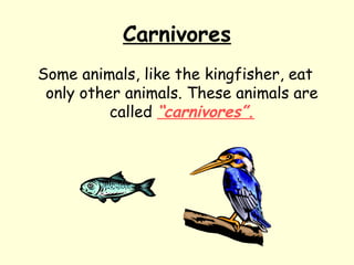 Carnivores
Some animals, like the kingfisher, eat
only other animals. These animals are
called “carnivores”.
 