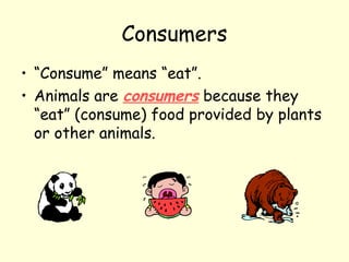 Consumers
• “Consume” means “eat”.
• Animals are consumers because they
“eat” (consume) food provided by plants
or other animals.
 