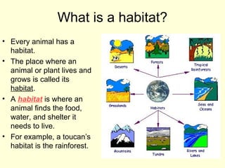 What is a habitat?
• Every animal has a
habitat.
• The place where an
animal or plant lives and
grows is called its
habitat.
• A habitat is where an
animal finds the food,
water, and shelter it
needs to live.
• For example, a toucan’s
habitat is the rainforest.
 