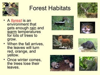 Forest Habitats
• A forest is an
environment that
gets enough rain and
warm temperatures
for lots of trees to
grow.
• When the fall arrives,
the leaves will turn
red, orange, and
yellow.
• Once winter comes,
the trees lose their
leaves.
 