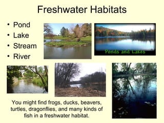 Freshwater Habitats
• Pond
• Lake
• Stream
• River
You might find frogs, ducks, beavers,
turtles, dragonflies, and many kinds of
fish in a freshwater habitat.
 