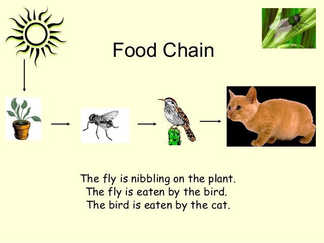 Food Chain Fox Cat Food Chain Fox Cat