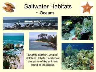 Saltwater Habitats
• Oceans

Sharks, starfish, whales,
dolphins, lobster, and coral
are some of the animals
found in the ocean.

 