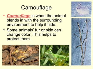 Camouflage
• Camouflage is when the animal
blends in with the surrounding
environment to help it hide.
• Some animals’ fur or skin can
change color. This helps to
protect them.

 