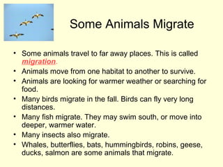 Some Animals Migrate
• Some animals travel to far away places. This is called
migration.
• Animals move from one habitat to another to survive.
• Animals are looking for warmer weather or searching for
food.
• Many birds migrate in the fall. Birds can fly very long
distances.
• Many fish migrate. They may swim south, or move into
deeper, warmer water.
• Many insects also migrate.
• Whales, butterflies, bats, hummingbirds, robins, geese,
ducks, salmon are some animals that migrate.

 