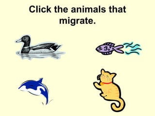 Click the animals that
migrate.

 