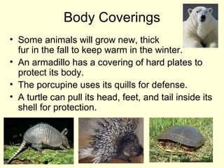 Body Coverings
• Some animals will grow new, thick
fur in the fall to keep warm in the winter.
• An armadillo has a covering of hard plates to
protect its body.
• The porcupine uses its quills for defense.
• A turtle can pull its head, feet, and tail inside its
shell for protection.

 