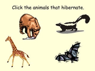 Click the animals that hibernate.

 