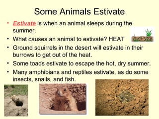 Some Animals Estivate
• Estivate is when an animal sleeps during the
summer.
• What causes an animal to estivate? HEAT
• Ground squirrels in the desert will estivate in their
burrows to get out of the heat.
• Some toads estivate to escape the hot, dry summer.
• Many amphibians and reptiles estivate, as do some
insects, snails, and fish.

 