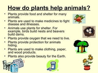 How do plants help animals?
• Plants provide food and shelter for many
animals.
• Plants are used to make medicines to fight
disease and illnesses.
• Animals use plants for shelter. For
example, birds build nests and beavers
build dams.
• Plants provide oxygen that we need to live.
• Plants provide protection for animals
hiding.
• Plants are used to make clothing, paper,
and wood products.
• Plants also provide beauty for the Earth.

 