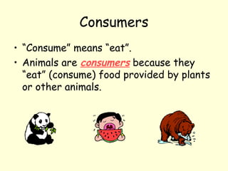 Consumers
• “Consume” means “eat”.
• Animals are consumers because they
“eat” (consume) food provided by plants
or other animals.

 