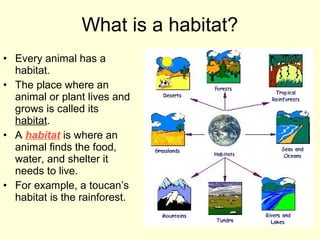 What is a habitat?
• Every animal has a
habitat.
• The place where an
animal or plant lives and
grows is called its
habitat.
• A habitat is where an
animal finds the food,
water, and shelter it
needs to live.
• For example, a toucan’s
habitat is the rainforest.

 