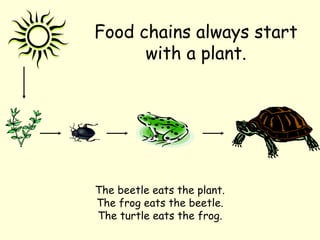 Food chains always start
with a plant.

The beetle eats the plant.
The frog eats the beetle.
The turtle eats the frog.

 