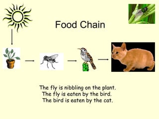 Food Chain

The fly is nibbling on the plant.
The fly is eaten by the bird.
The bird is eaten by the cat.

 
