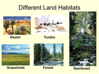 Different Land Habitats

Desert

Grasslands

Tundra

Forest

Rainforest

 
