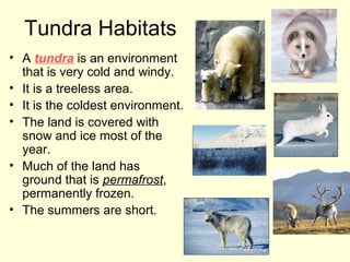 Tundra Habitats
• A tundra is an environment
that is very cold and windy.
• It is a treeless area.
• It is the coldest environment.
• The land is covered with
snow and ice most of the
year.
• Much of the land has
ground that is permafrost,
permanently frozen.
• The summers are short.

 