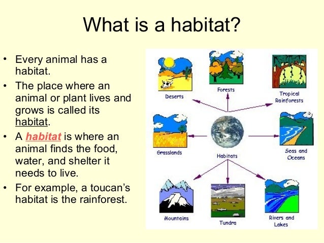 Habitats for plants and animals (1)