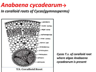 Cycas Normal Root Habitats of algae.pptx