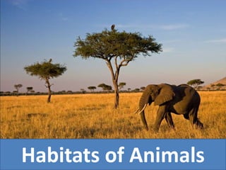 Habitats of Animals
 