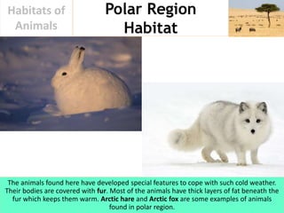 Polar Region
Habitat
Habitats of
Animals
The animals found here have developed special features to cope with such cold wea...