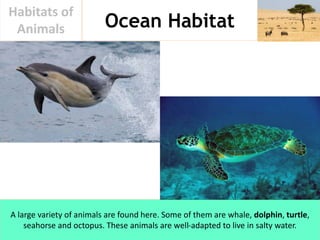 Ocean Habitat
Habitats of
Animals
A large variety of animals are found here. Some of them are whale, dolphin, turtle,
seah...