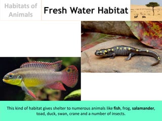 Fresh Water Habitat
Habitats of
Animals
This kind of habitat gives shelter to numerous animals like fish, frog, salamander...