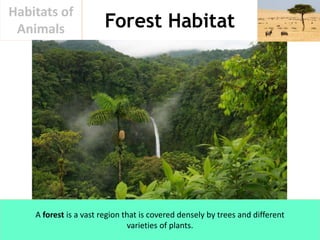 Forest Habitat
Habitats of
Animals
A forest is a vast region that is covered densely by trees and different
varieties of p...
