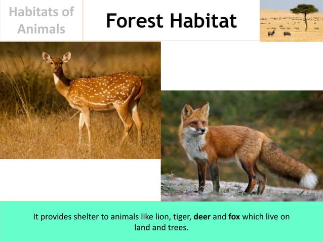 Habitats of Animals