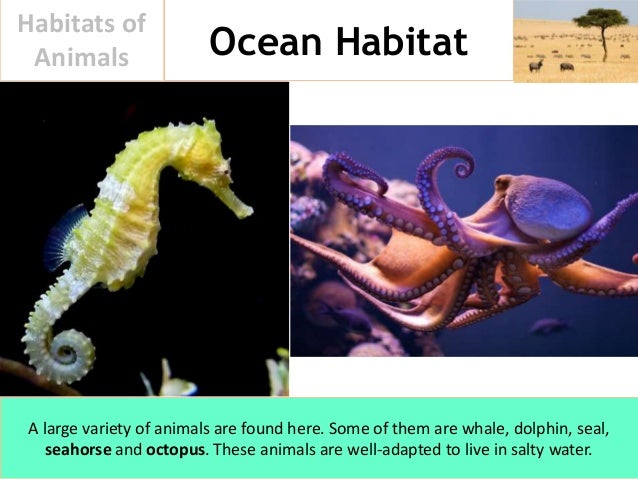 Habitats of Animals