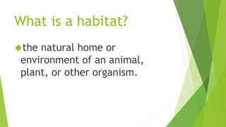 What is a habitat? 
the natural home or 
environment of an animal, 
plant, or other organism. 
