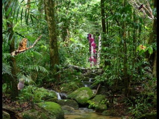 Habitats: Rainforest