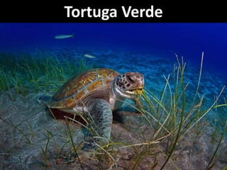 Tortuga Verde
 